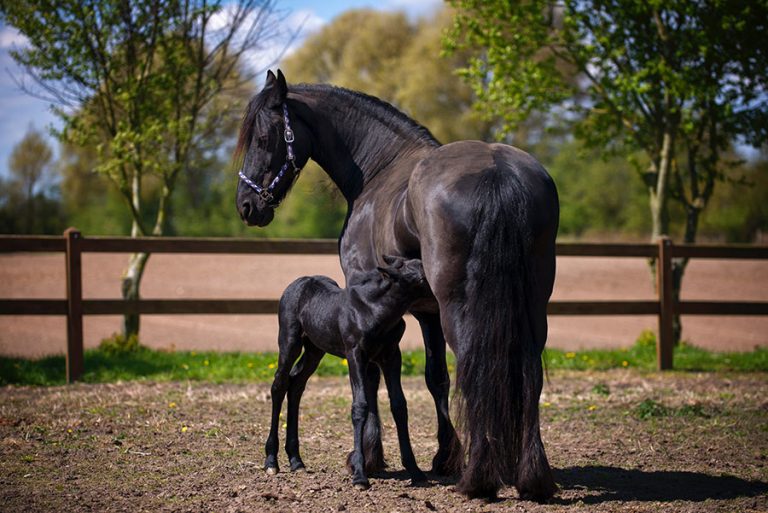 Farm Animals - Lurgan Veterinary Clinic | Large Animals ...